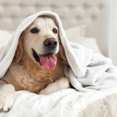 Micro Fleece Bed Blanket - Vellux 4 Micro Fleece Bed Blanket - Vellux - Image 2